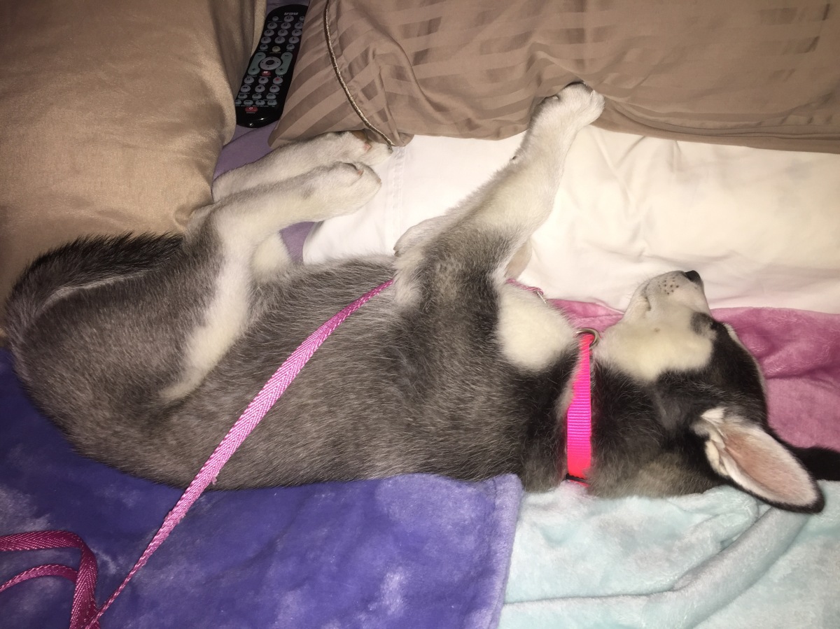 husky-puppy-sleepy